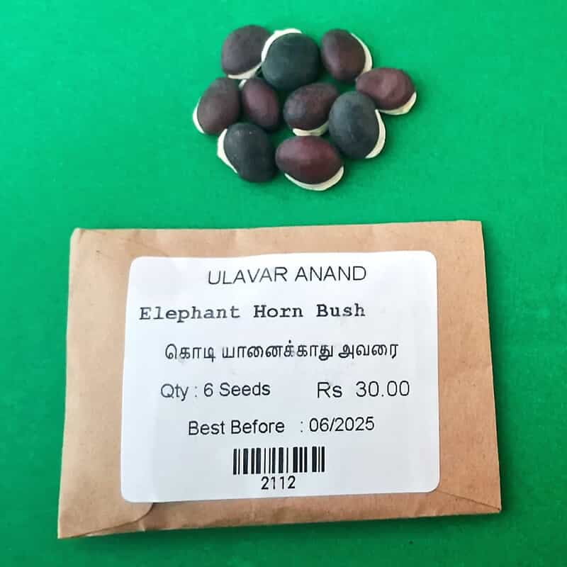 Elephant Horn Bush (கொடி யானைக்காது அவரை) Elephant Horn Bush (கொடி யானைக்காது அவரை)