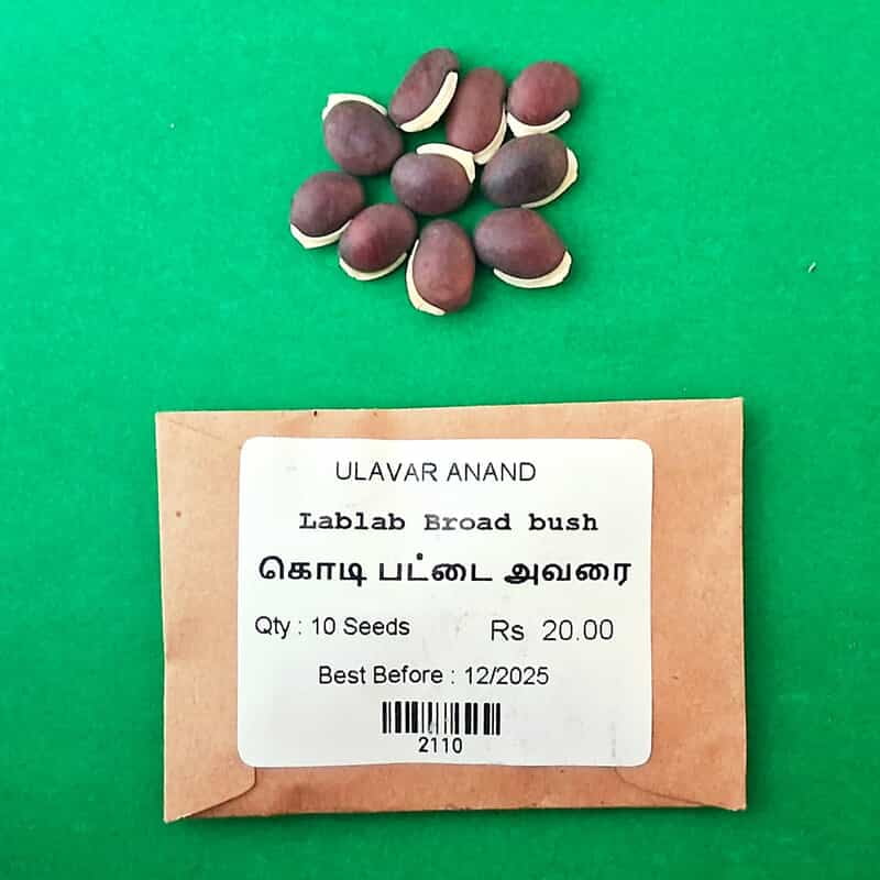 PATTAI AVARAI BROAD BEANS (கொடி பட்டை அவரை) PATTAI AVARAI BROAD BEANS (கொடி பட்டை அவரை)