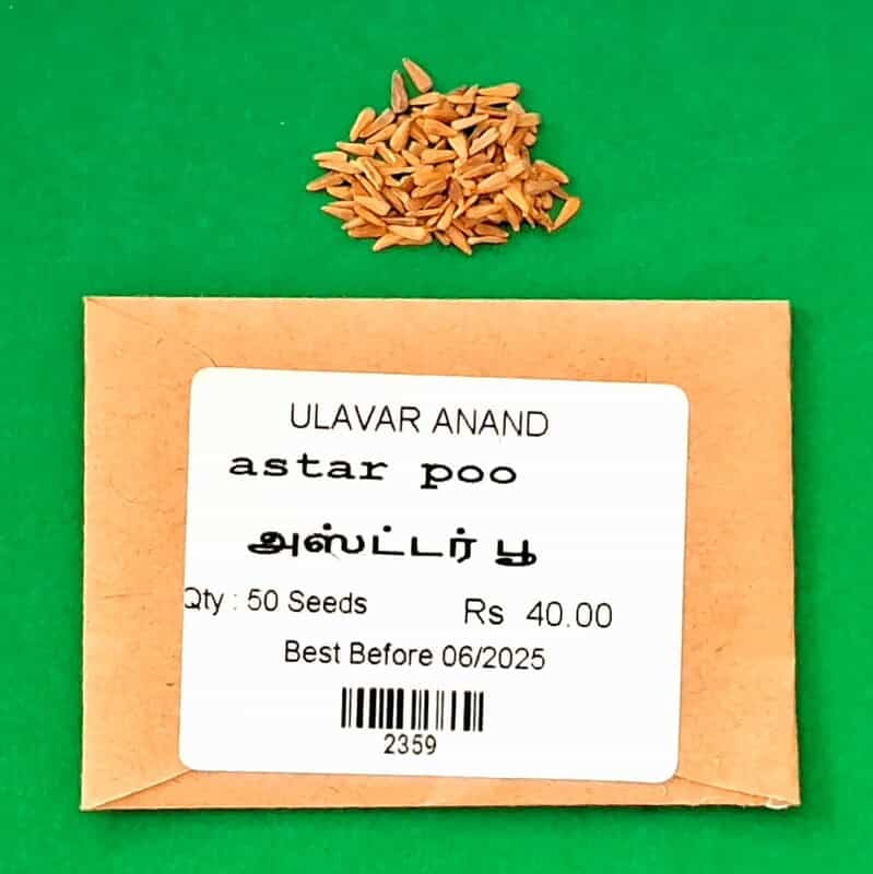 அஸ்ட்டர் பூ | astar poo