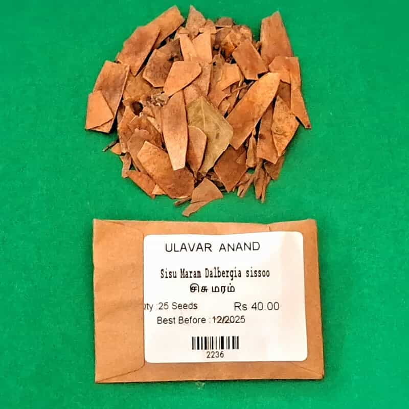 Sisu Maram | Dalbergia sissoo (சிசு மரம் ) Sisu Maram | Dalbergia sissoo (சிசு மரம் )