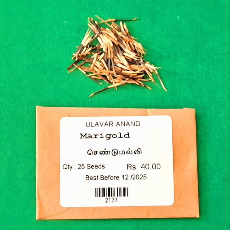 MARIGOLD FLOWER SEED (செண்டுமல்லி பூ) MARIGOLD FLOWER SEED (செண்டுமல்லி பூ)