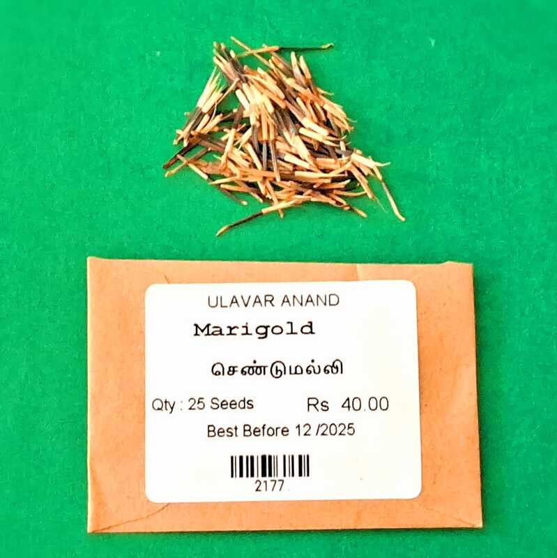 MARIGOLD FLOWER SEED (செண்டுமல்லி பூ) MARIGOLD FLOWER SEED (செண்டுமல்லி பூ)