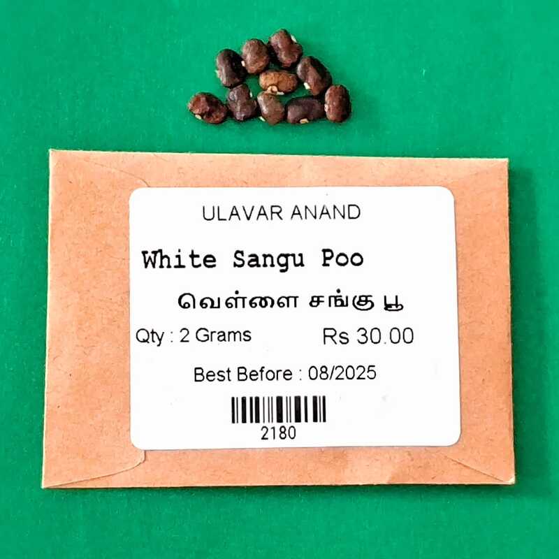 White - Sangu Poo White - Sangu Poo