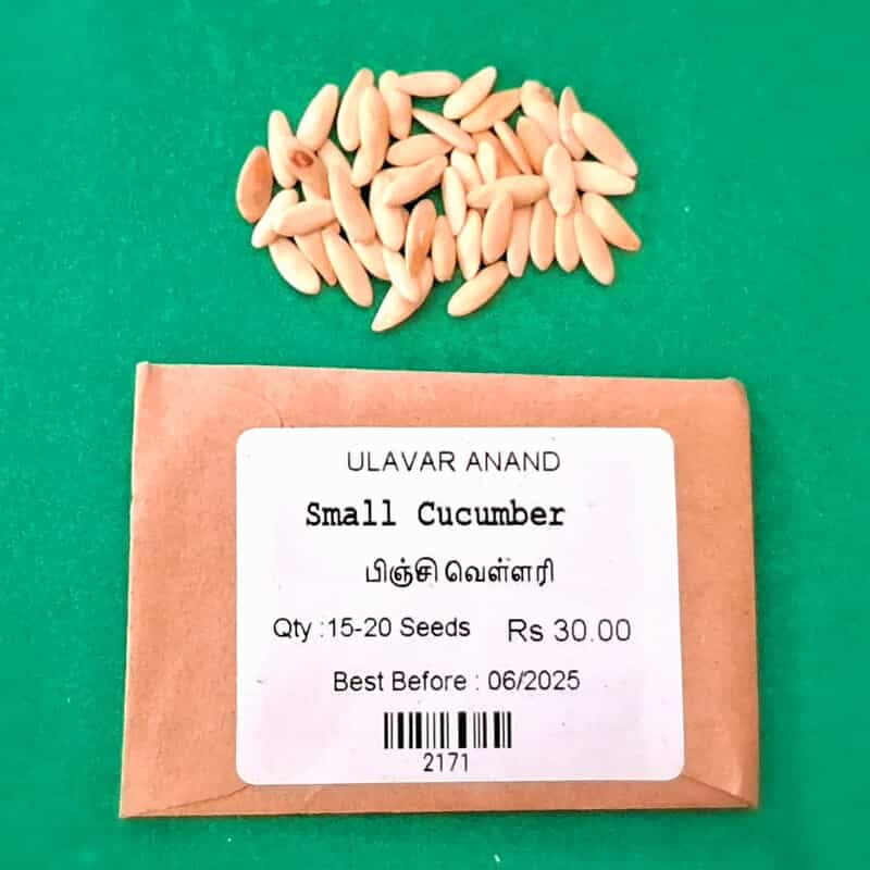 Baby CUCUMBER (வெள்ளரி - பிஞ்சி ) Baby CUCUMBER (வெள்ளரி - பிஞ்சி )