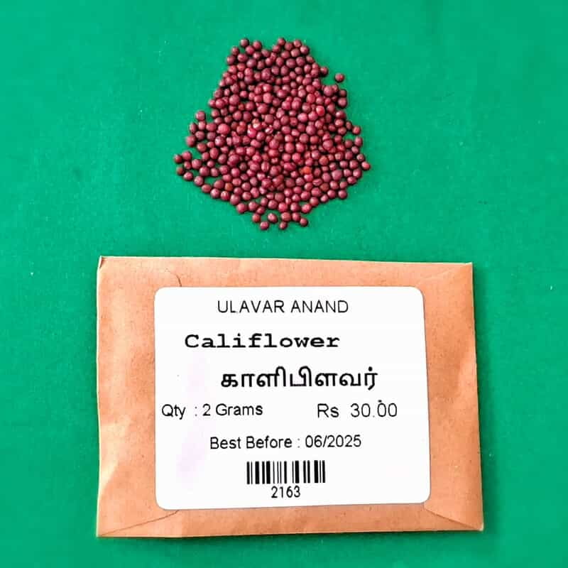 CAULIFLOWER (காளிபிளவர்) CAULIFLOWER (காளிபிளவர்)