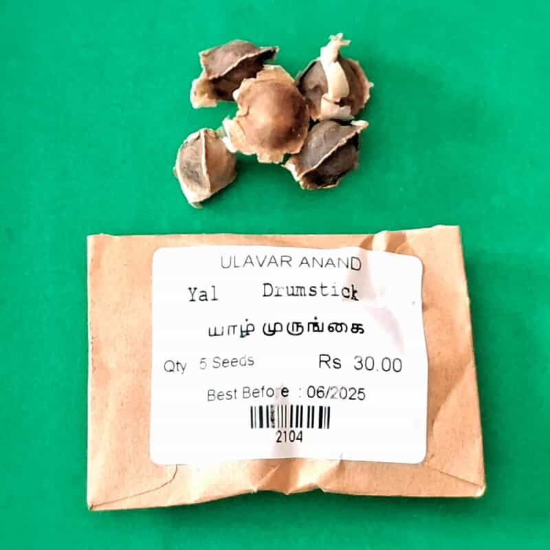 Yal Drumstick ( யாழ் முருங்கை ) Yal Drumstick ( யாழ் முருங்கை )