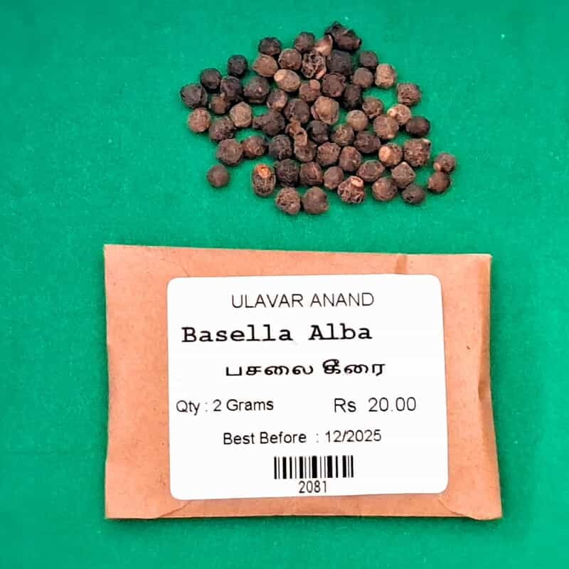 PASALAI KEERAI ( BASELLA ALBA ) (பசலை கீரை) PASALAI KEERAI ( BASELLA ALBA ) (பசலை கீரை)
