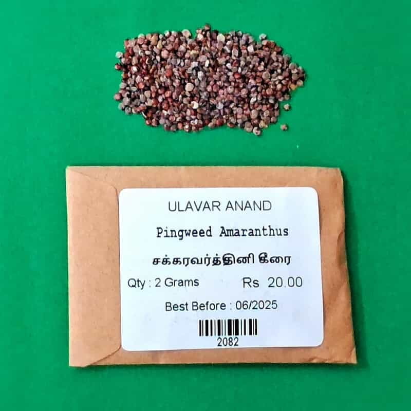SAKARAVARTHINI KEERAI ( PIG WEED ) (சக்கரவர்த்தினி கீரை) SAKARAVARTHINI KEERAI ( PIG WEED ) (சக்கரவர்த்தினி கீரை)