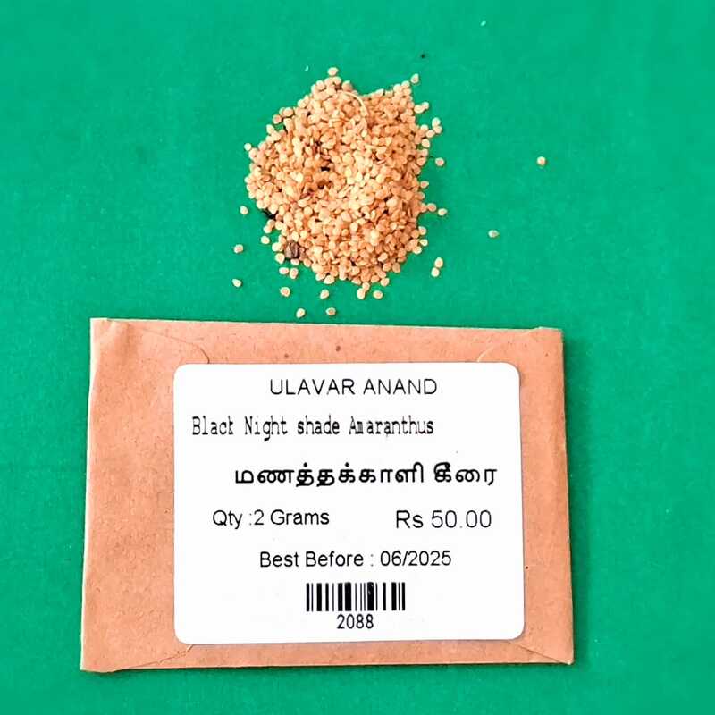 MANATHAKKALI BLACK NIGHT SHADE (மணத்தக்காளி கீரை) MANATHAKKALI BLACK NIGHT SHADE (மணத்தக்காளி கீரை)