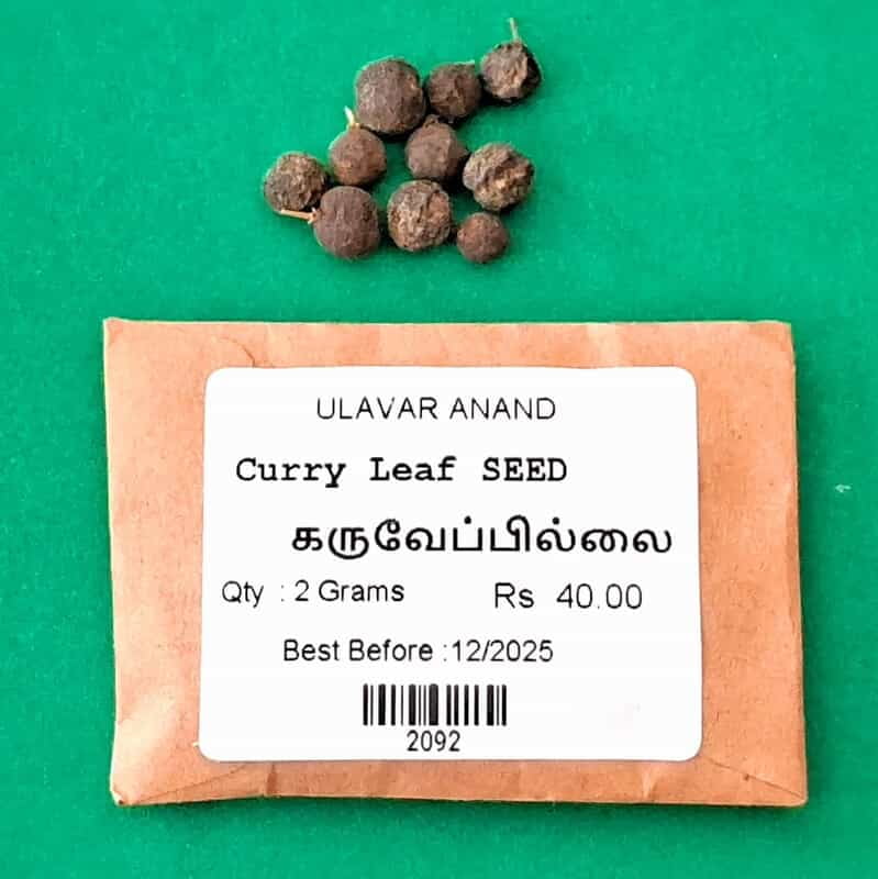 Curry Leaf ( கருவேப்பில்லை ) Curry Leaf ( கருவேப்பில்லை )