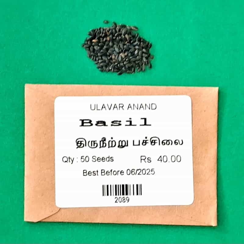Tirunitru pachilai | திருநீற்று பச்சிலை Tirunitru pachilai | திருநீற்று பச்சிலை