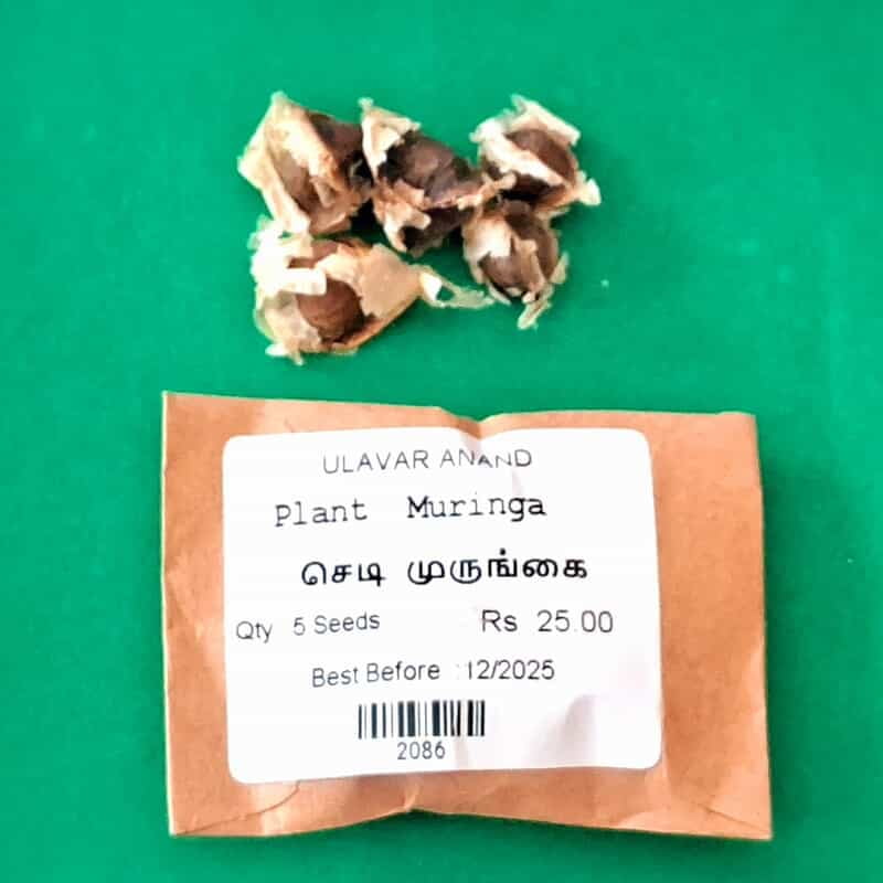 PLANT MORINGA / MURUNGAI (செடி முருங்கை) PLANT MORINGA / MURUNGAI (செடி முருங்கை)
