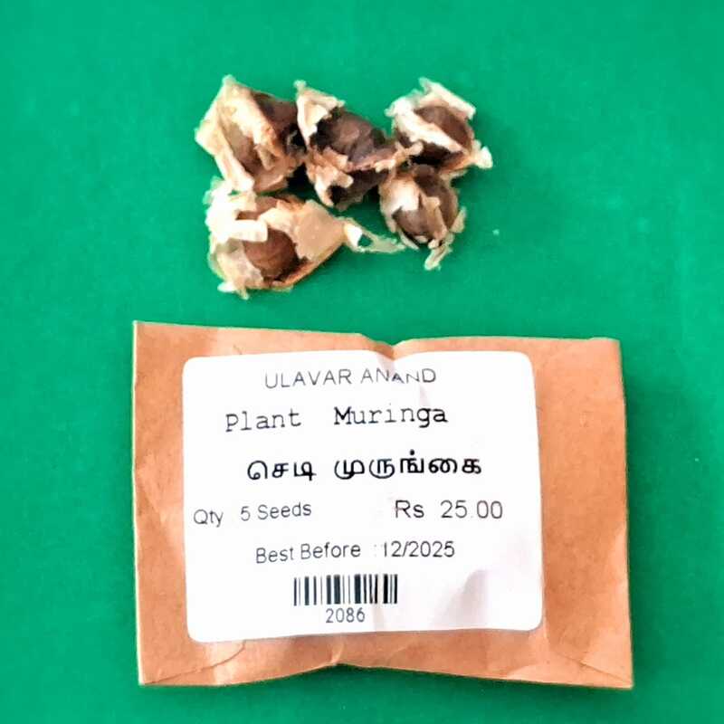 PLANT MORINGA / MURUNGAI (செடி முருங்கை) PLANT MORINGA / MURUNGAI (செடி முருங்கை)