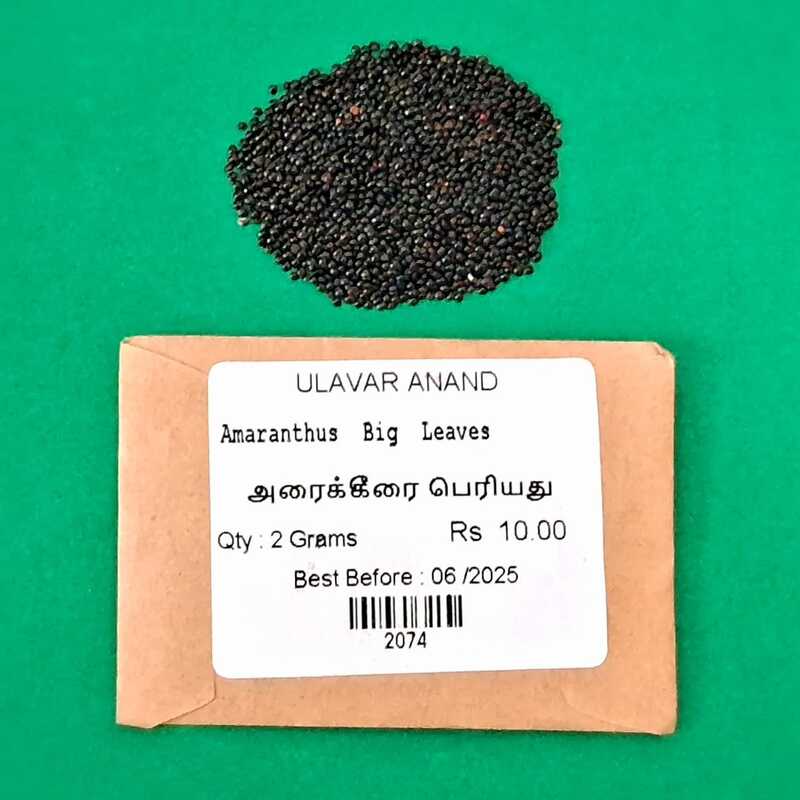 ARAI KEERAI LARGE AMARANTHUS ARITIS (அரை கீரை | BIGGER SIZE) ARAI KEERAI LARGE AMARANTHUS ARITIS (அரை கீரை | BIGGER SIZE)