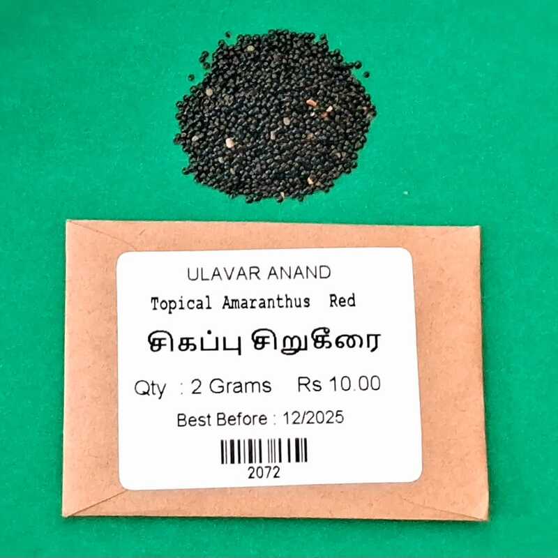SIRU KEERAI RED ( TROPICAL AMARANTHUS ) (சிவப்பு சிறுகீரை) SIRU KEERAI RED ( TROPICAL AMARANTHUS ) (சிவப்பு சிறுகீரை)