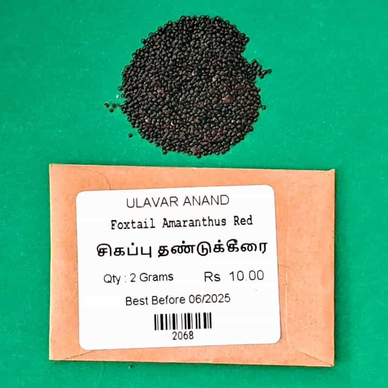 THANDU KEERAI RED ( FOXTAIL AMARANTHUS ) (சிகப்பு தண்டுக்கீரை) THANDU KEERAI RED ( FOXTAIL AMARANTHUS ) (சிகப்பு தண்டுக்கீரை)