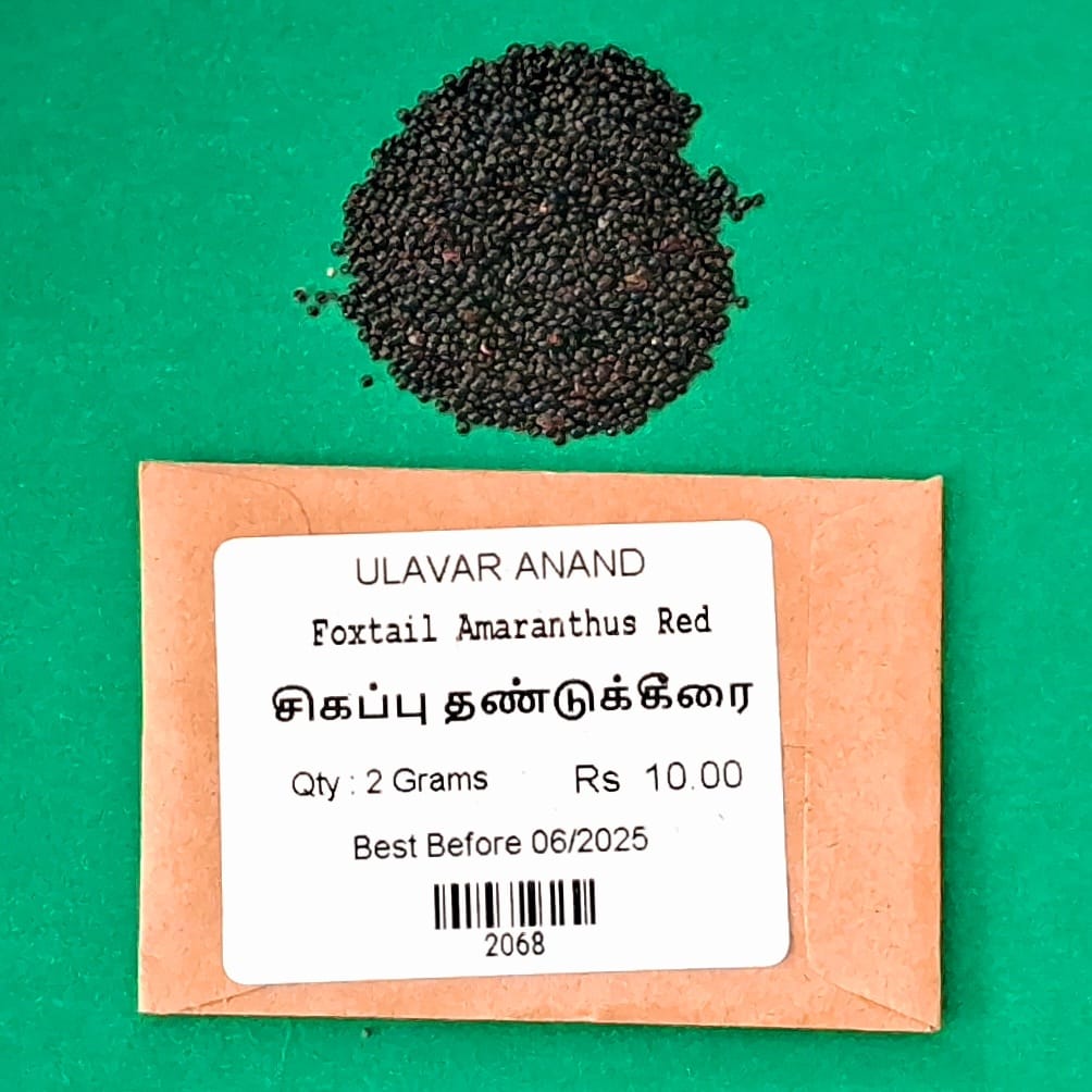 THANDU KEERAI RED ( FOXTAIL AMARANTHUS ) (சிகப்பு தண்டுக்கீரை) THANDU KEERAI RED ( FOXTAIL AMARANTHUS ) (சிகப்பு தண்டுக்கீரை)