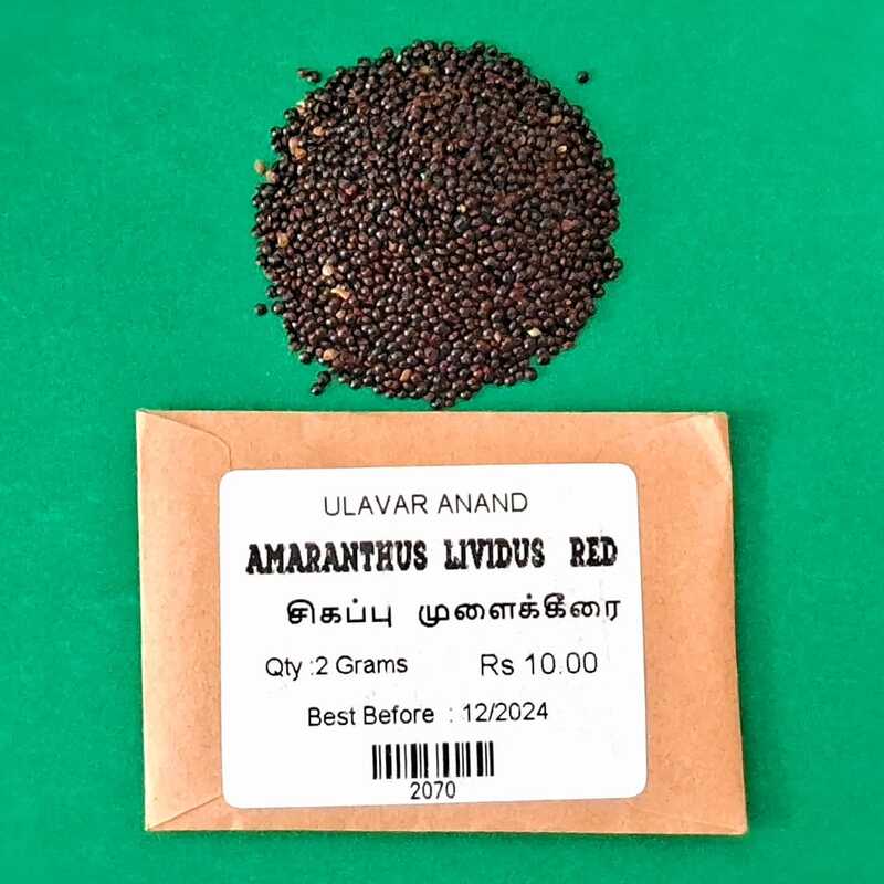 MULAI KEERAI RED ( AMARANTHUS ) (சிகப்பு முளைக்கீரை) MULAI KEERAI RED ( AMARANTHUS ) (சிகப்பு முளைக்கீரை)