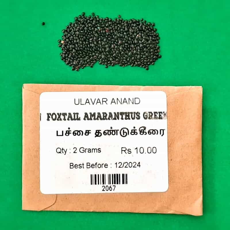 THANDU KEERAI GREEN ( FOXTAIL AMARANTHUS ) ( பச்சை தண்டுக்கீரை) THANDU KEERAI GREEN ( FOXTAIL AMARANTHUS ) ( பச்சை தண்டுக்கீரை)