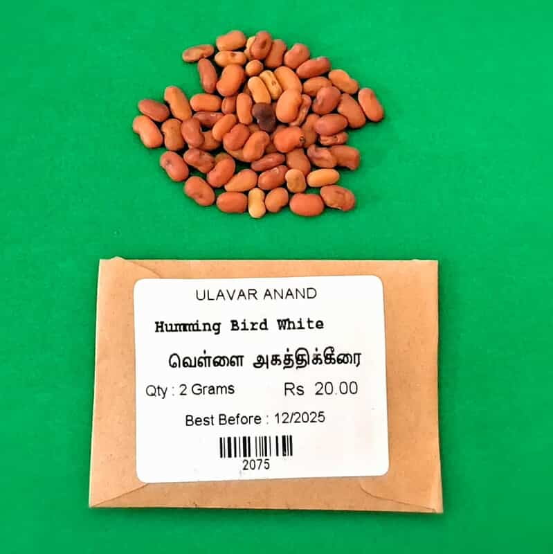 AGATHI KEERAI ( white HUMMING BIRD TREE SEEDS ) (அகத்திகீரை) AGATHI KEERAI ( white HUMMING BIRD TREE SEEDS ) (அகத்திகீரை)