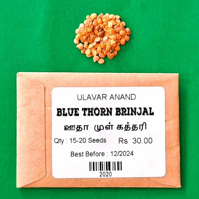 Blue Thorn Brinjal ( ஊதா முள் கத்தரி ) Blue Thorn Brinjal ( ஊதா முள் கத்தரி )