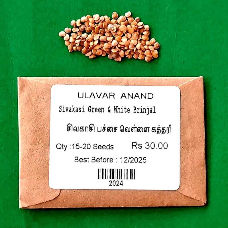Sivakasi Green & White Brinjal | சிவகாசி பச்சை வெள்ளை கத்தரி Sivakasi Green & White Brinjal | சிவகாசி பச்சை வெள்ளை கத்தரி