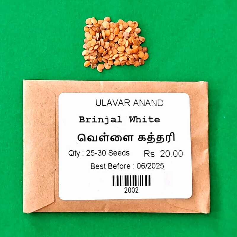 WHITE BRINJAL (வெள்ளை கத்தரிக்காய்) WHITE BRINJAL (வெள்ளை கத்தரிக்காய்)