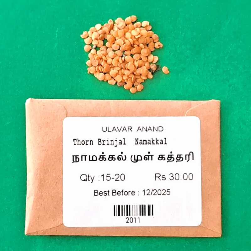 NAMAKKAL MULLU KATHARI - BRINJAL ( நாமக்கல் முள்ளு பச்சை கத்திரி) NAMAKKAL MULLU KATHARI - BRINJAL ( நாமக்கல் முள்ளு பச்சை கத்திரி)