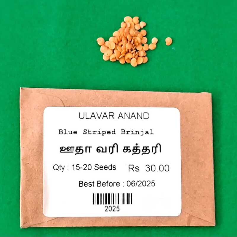 Blue Striped Brinjal ( ஊதா வரி கத்தரி) Blue Striped Brinjal ( ஊதா வரி கத்தரி)