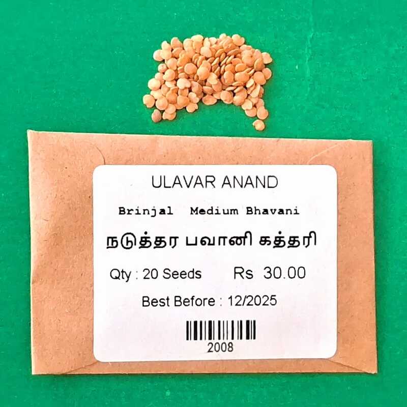 MEDIUM BHAVANI BRINJAL(நடுத்தர பவானி கத்தரி) MEDIUM BHAVANI BRINJAL(நடுத்தர பவானி கத்தரி)