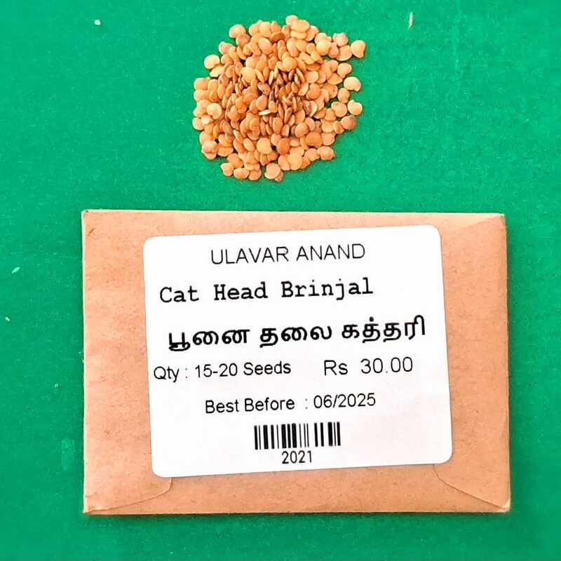 Cat Head Brinjal (பூனை தலை கத்தரி) Cat Head Brinjal (பூனை தலை கத்தரி)