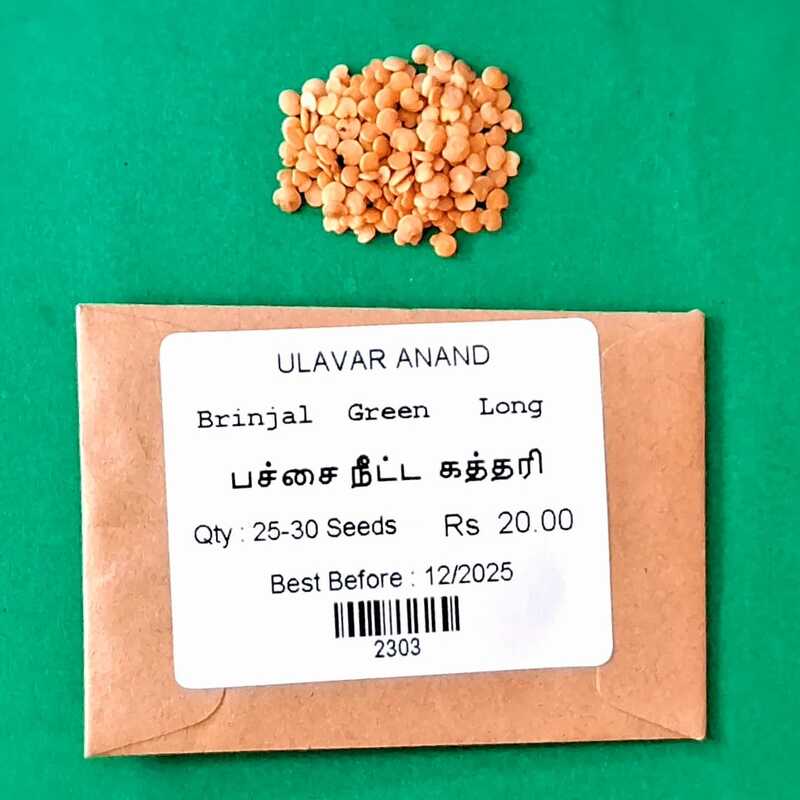 Brinjal Long Green (பச்சை நீட்ட கத்தரி) Brinjal Long Green (பச்சை நீட்ட கத்தரி)