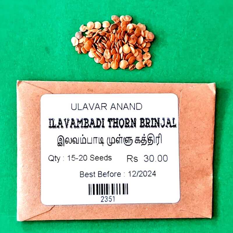 Ilavambadi Thorn Brinjal இலவம்பாடி முள்ளு கத்திரி Ilavambadi Thorn Brinjal இலவம்பாடி முள்ளு கத்திரி