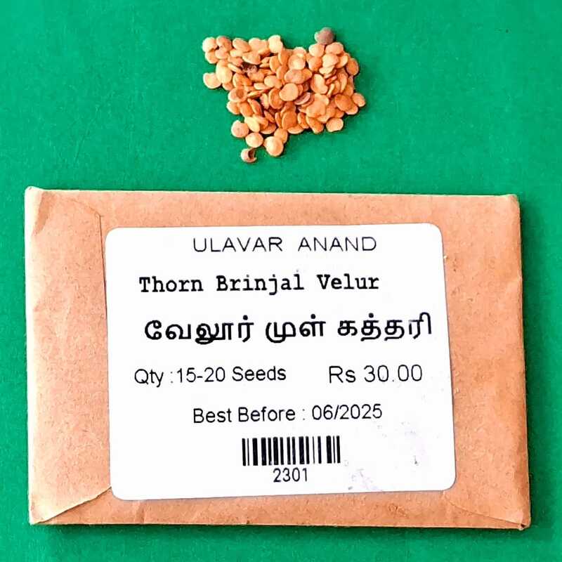Thorn Brinjal -Velur Varity ( வேலூர் முள்ளு கத்தரி ) Thorn Brinjal -Velur Varity ( வேலூர் முள்ளு கத்தரி )