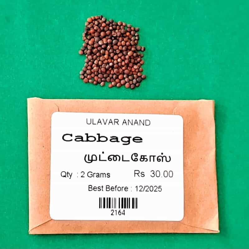CABBAGE (முட்டைக்கோஸ்) CABBAGE (முட்டைக்கோஸ்)