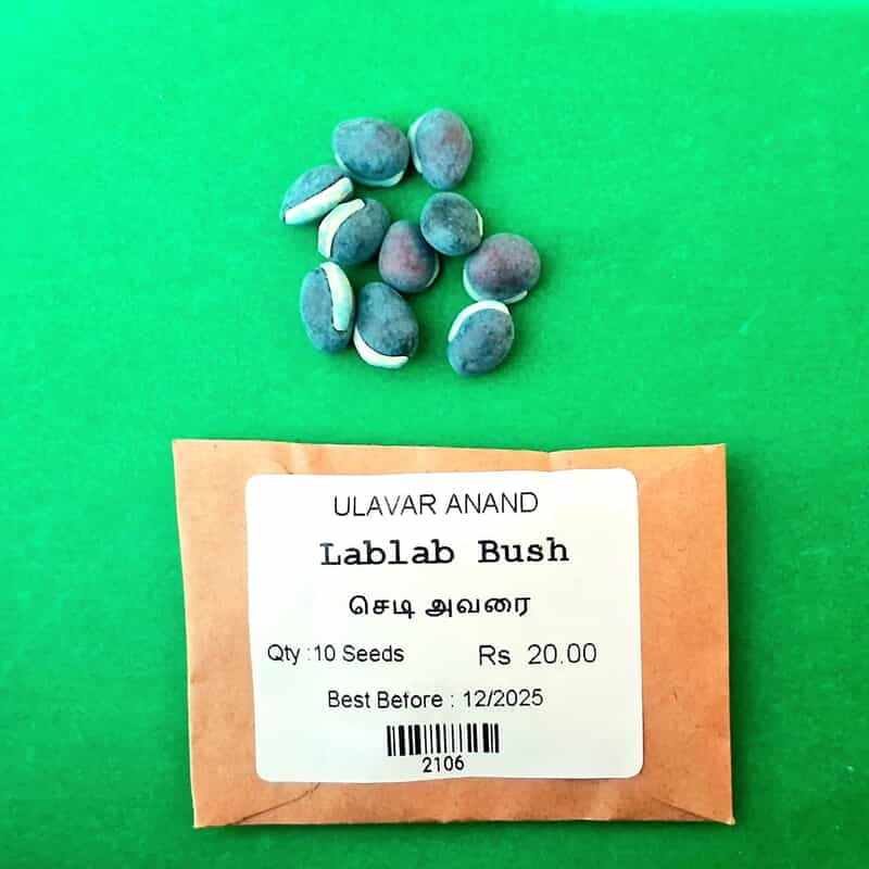 Lablab Bush (செடி அவரை) Lablab Bush (செடி அவரை)