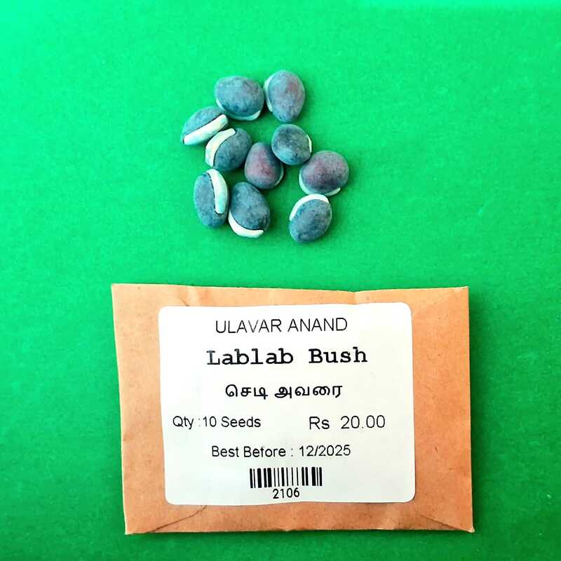 Lablab Bush (செடி அவரை) Lablab Bush (செடி அவரை)