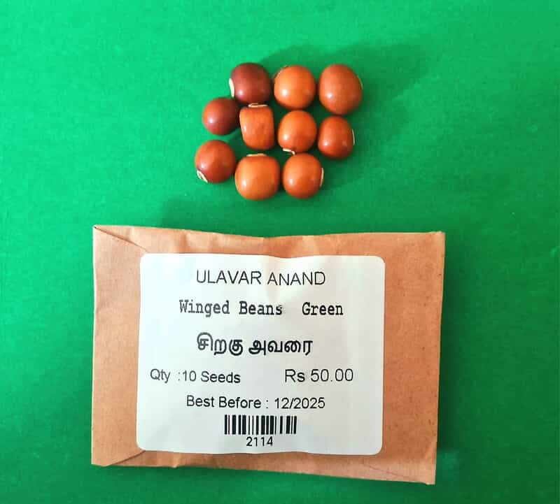 Winged beans ( நீட்ட சிறகு அவரை ) Winged beans ( நீட்ட சிறகு அவரை )