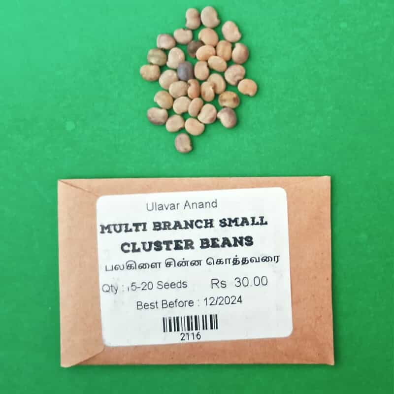 Cluster Beans small (பல கிளை சின்ன கொத்தவரை) Cluster Beans small (பல கிளை சின்ன கொத்தவரை)