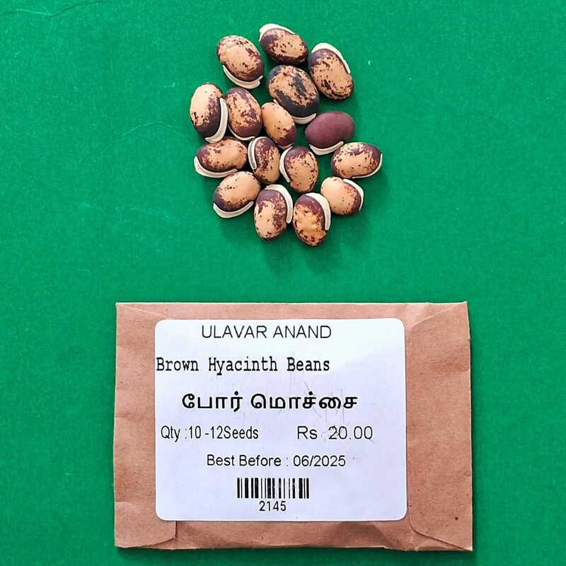 SINGLE BEANS BROWN - BOAR MOCHAI (போர் மொச்சை) SINGLE BEANS BROWN - BOAR MOCHAI (போர் மொச்சை)