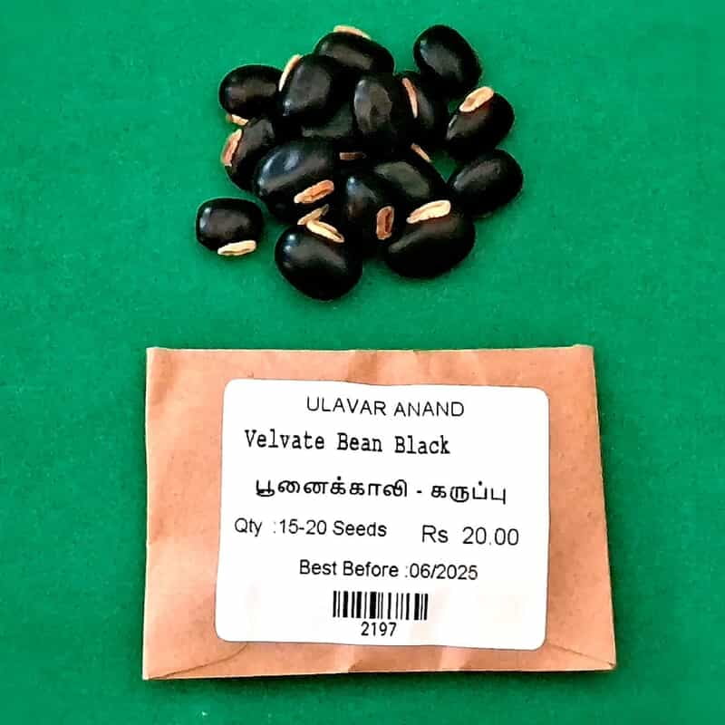 POONAIKALI BLACK (பூனைக்காலி - கருப்பு ) POONAIKALI BLACK (பூனைக்காலி - கருப்பு )