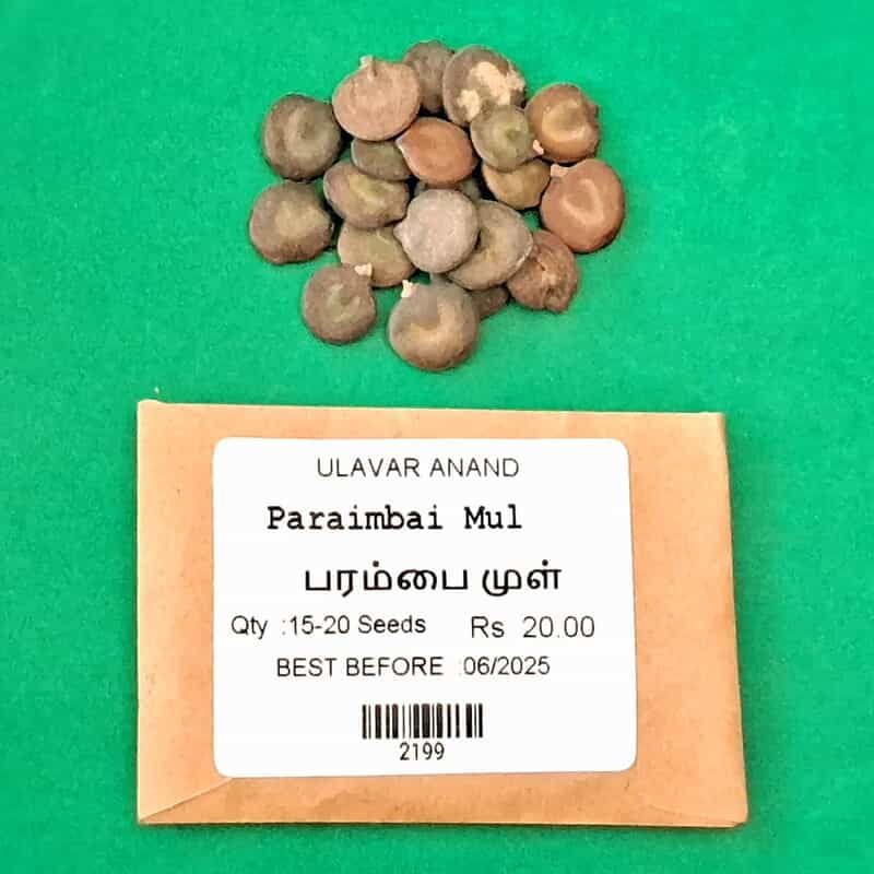PARAMBAI MUL (பரம்பை முள்) PARAMBAI MUL (பரம்பை முள்)