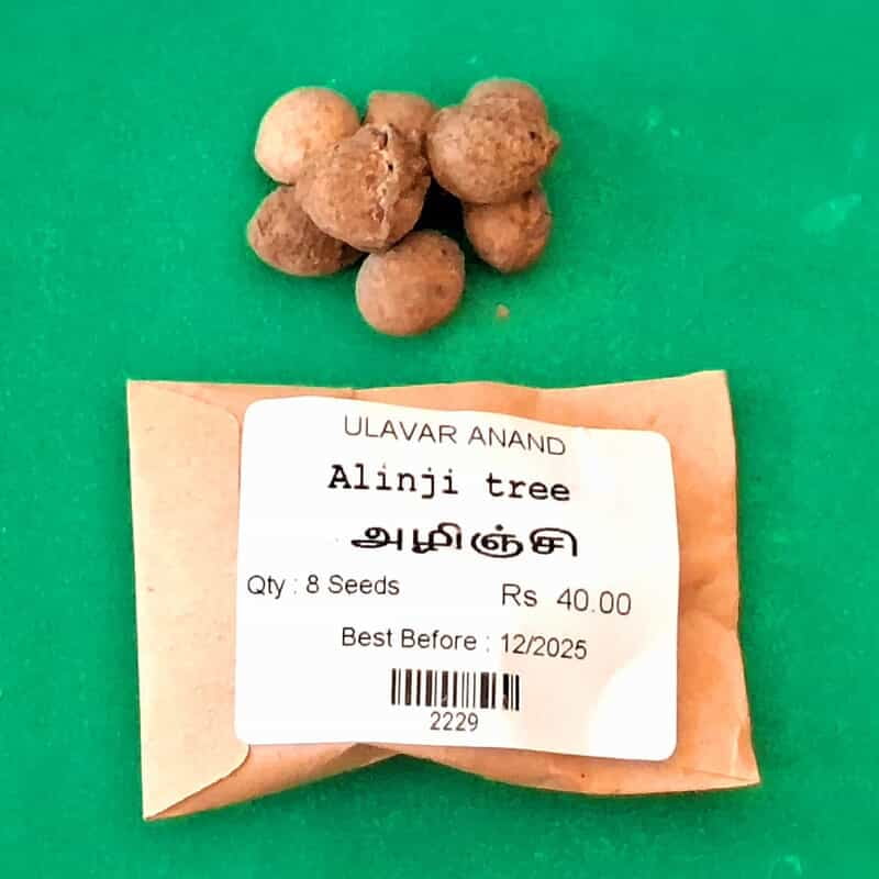 Alinji tree (அலிஞ்சி ) Alinji tree (அலிஞ்சி )