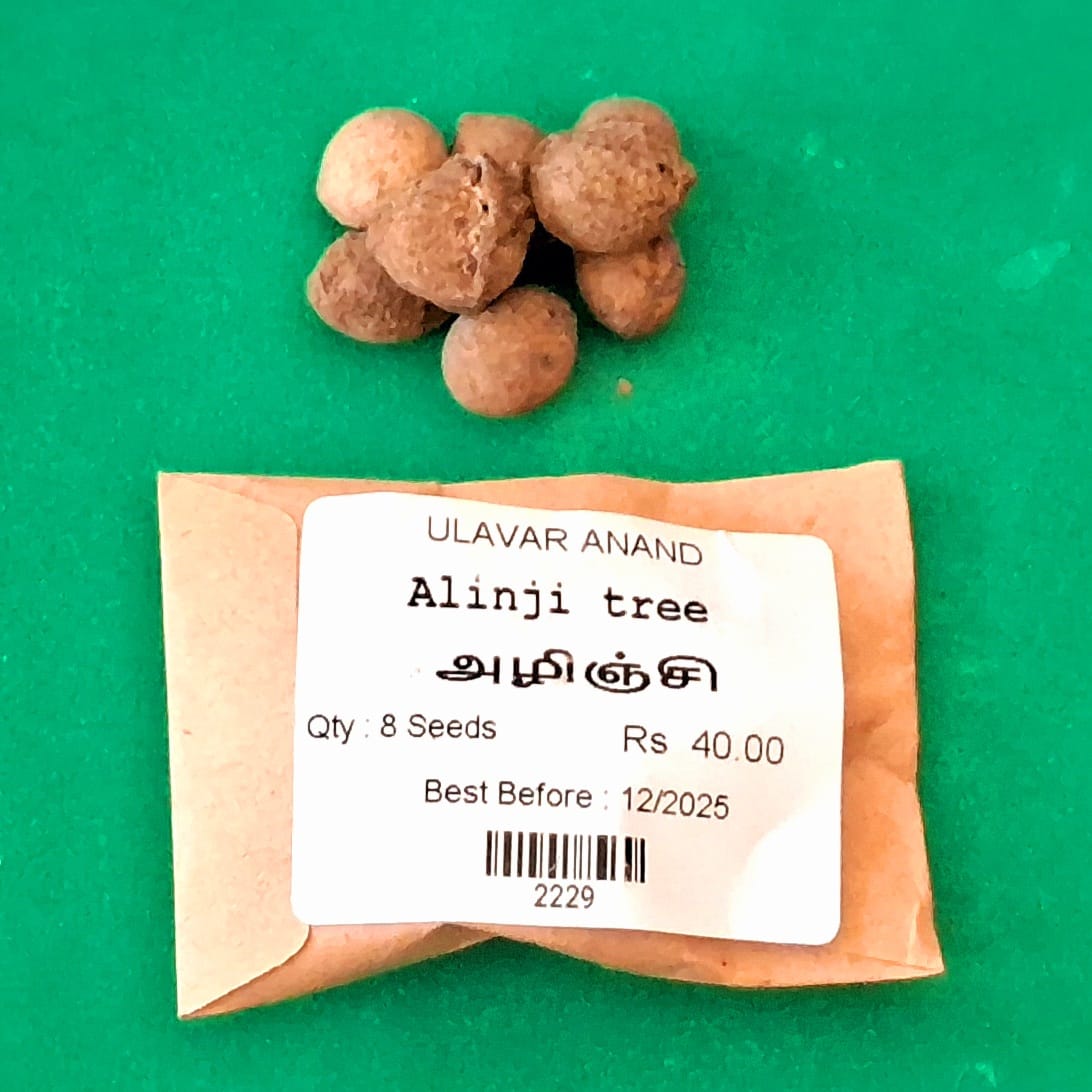 Alinji tree (அலிஞ்சி ) Alinji tree (அலிஞ்சி )