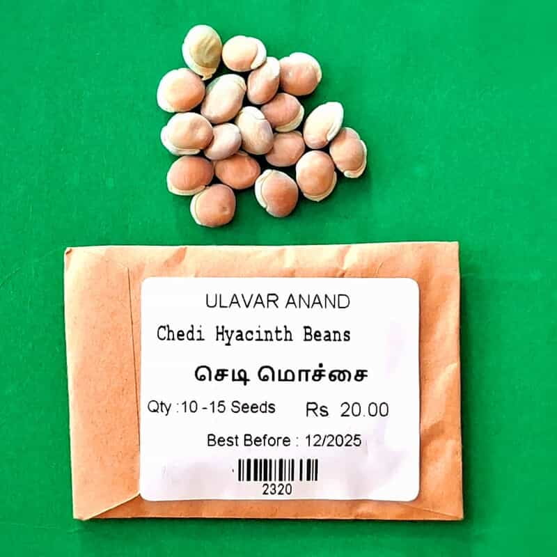 Chedi Hyacinth Beans _ செடி மொச்சை Chedi Hyacinth Beans _ செடி மொச்சை