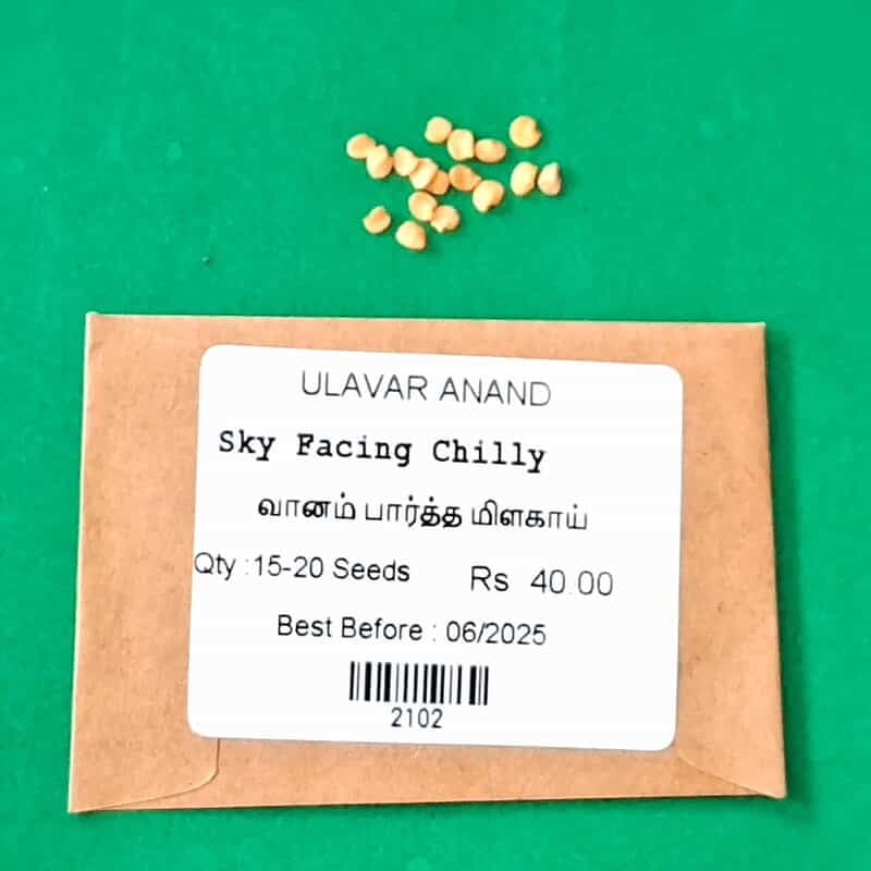 வானம் பார்த்த மிளகாய் | Sky Facing Chilli வானம் பார்த்த மிளகாய் | Sky Facing Chilli