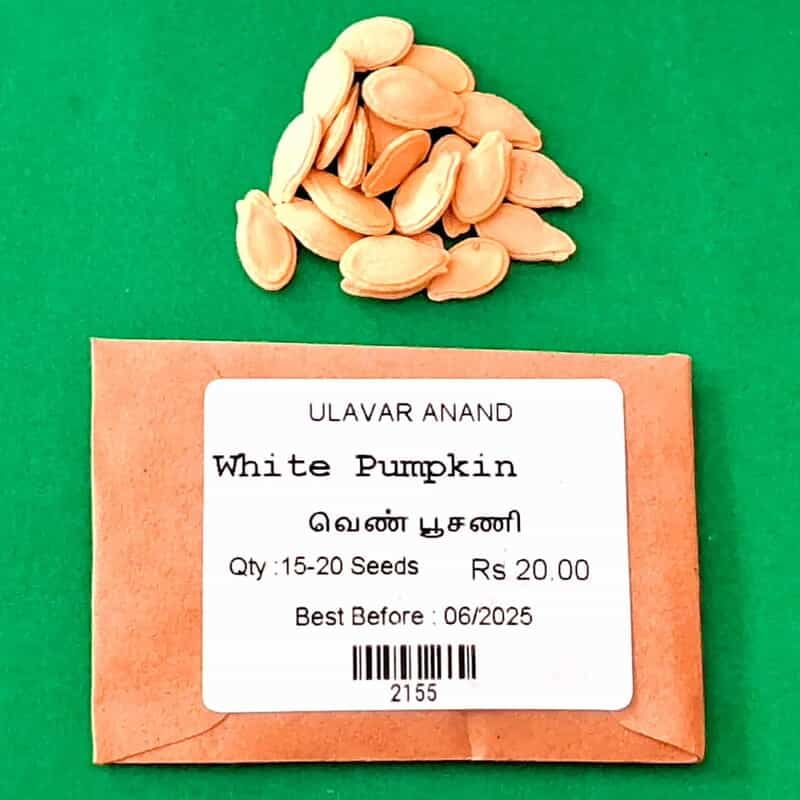 WHITE PUMPKIN (வெண் பூசணி) WHITE PUMPKIN (வெண் பூசணி)