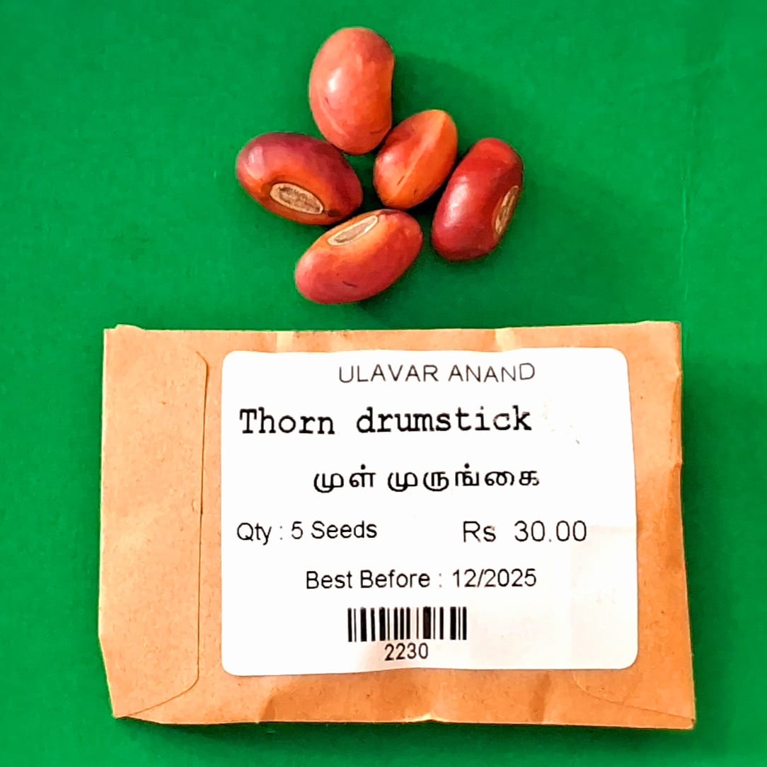 Thorn drumstick _ முள் முருங்கை Thorn drumstick _ முள் முருங்கை