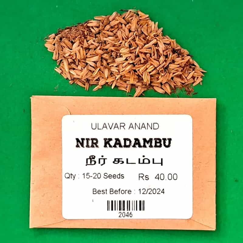 Nir Kadambu _ நீர் கடம்பு Nir Kadambu _ நீர் கடம்பு