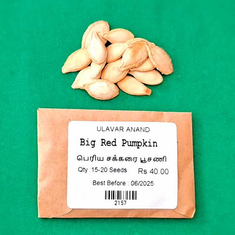 RED PUMPKIN YELLOW (சர்க்கரை பூசணி - மஞ்சள் ) RED PUMPKIN YELLOW (சர்க்கரை பூசணி - மஞ்சள் )